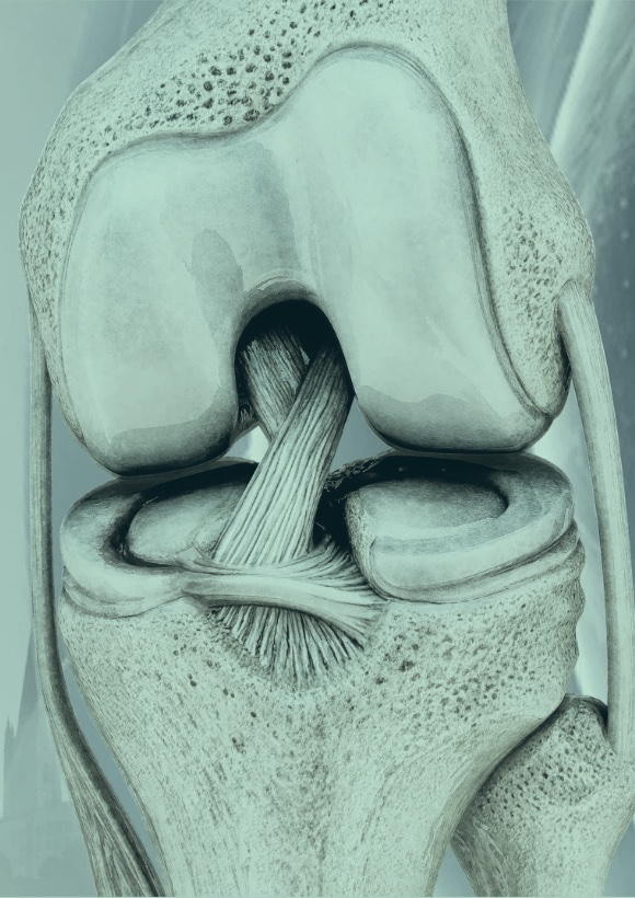 The knee joint with the anterior cruciate ligament, in the meeting&rsquo;s petrol tones