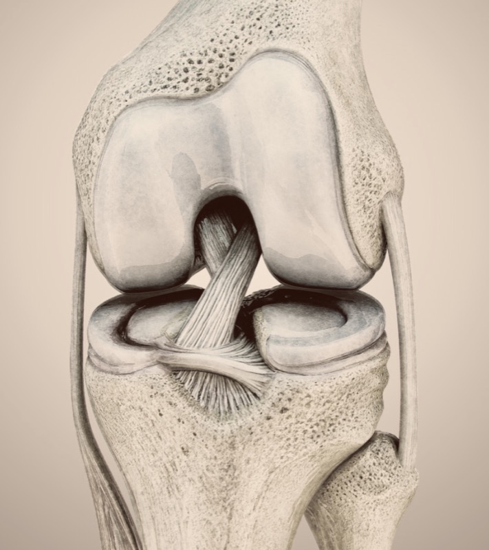 A render of the knee with the anterior cruciate ligament